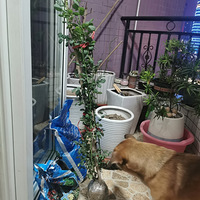 ���ּ�¼һ����̨��԰���죬������פ�ˣ��ڴ��ɻ