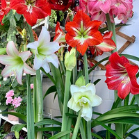 �����춥�����