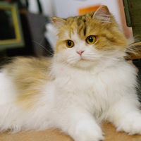 ������ĳ�ë�����и��ף�ϣ��������˧�Ľ𽥲�С���