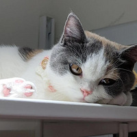 ��Ҫ����Ʒ��è����èһ���ܹԵġ��ҵ��������úÿɰ���������