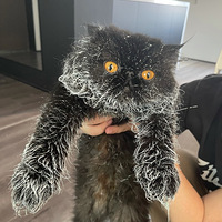 ���ǽ�ᵱ���̺ȵĴ�è