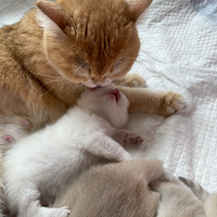 С��㳤����