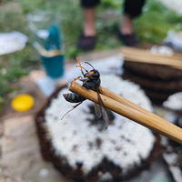 �����Ұ¶Ӫ(��)����Ұ����������������ţ��