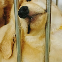 С��ë����