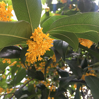 ������������ԭ�򣬱���һ���µĹ��������ţ��ּ����ǹ�Ʈ��