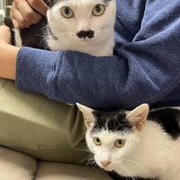 ����һֻ��ţè���Ҽ��ſ����ţ���һ���Ҿ���