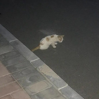 ���˸�����è�����������˸�è�ѣ����������ǲ�ϲ����������