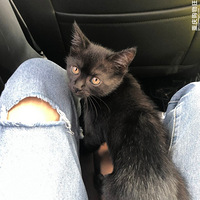 ����è��