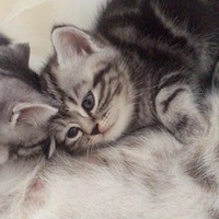 ���Ҽ����̿ɰ�����