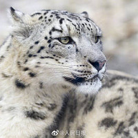 ����������ѩ����