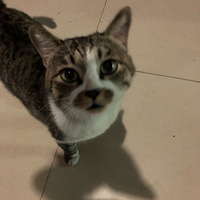 ����ճ���껨è�����������ҵ��¼ң�