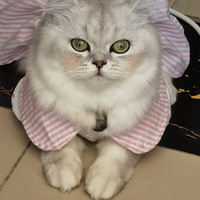 ��θ�è��Ϳ���죬����������