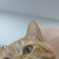 ��ô����Сè����ô�ɰ������������