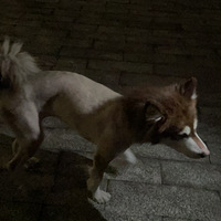 ʧ������