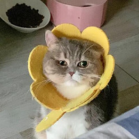 �Ҽ�è��������ҧ�ˣ���Ȼ���ˣ���