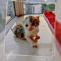 ����������è�ֵ�Ѱ��