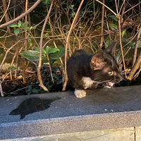 ����ҹè������