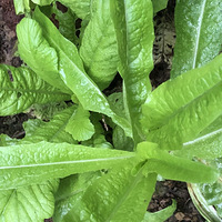 �����＾�ֵĲ�