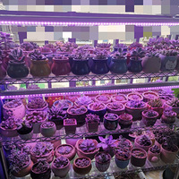 ɹɹ�ҵĶ���