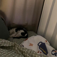 ����è��Ȼ���Ҵ����������ˣ�����