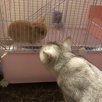 è�����������ϼӲ��˰�