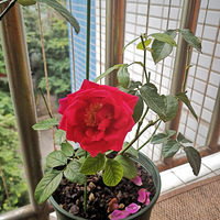 ��������ʹ