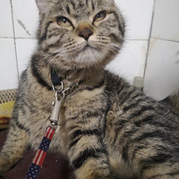 �Ҽ�ʮ���������������껨è������