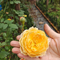 �������ڼҵ�����