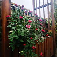 2021���һ�������µĻ�