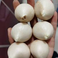 ��������ֲ��¼