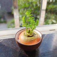 ���ˡ��ܲ������ⶼ���������֣�����Ҳ��Сɭ��Ӵ����