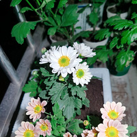 С������ֲ��¼