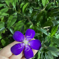 ������������µ���ɫĵ������ÿ��ģ�