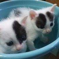 ��ţè�ֵܣ�����2�����ˣ��Һ���������