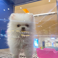 �ǽǣ�Ī������12�Ź�������ؼ�