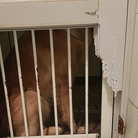 ���С���Ȯ����ҧ��ֻΪ͵�����ƻ���һ����