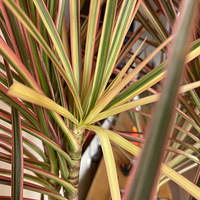 ǧ��ľ����ѿ�ˣ��ÿ��İ���