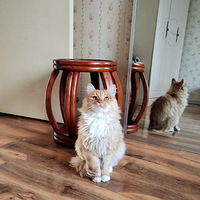 ��ë����ĺ��Ͼ�������Ʒ��è��Ҫ�ÿ�����