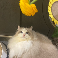 ����ΪС���ﱣ�����Լ���Ű�����﷨Ͷ�ϱ����һƱ