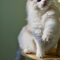 ������ס�����������