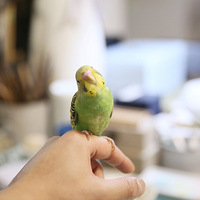 ��ͷɱС�ɰ�