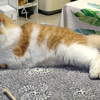 ��������è������