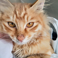 ������һ������ȺȺȺ�ѷ����˳�ë�ٱ�������ֵ�ܸܵ�?