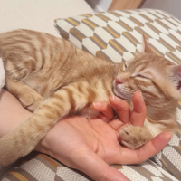 ��û�п��̻ܽ�è��ʹ����Ͱ��