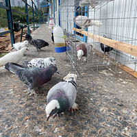 ������ϲ���½�������ĸ���û��