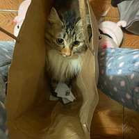 ��Ϊһֻè����ôװ�ɰ�����������Ϊ�㱾��������