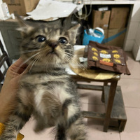 ���֡��֡��ִ���Сè������������