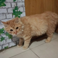 ����ë�ٱ����Ѿ��ҵ���������~