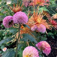 11���Ǿջ��ļ��ڣ�����ľջ�����