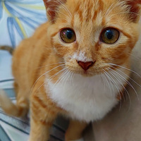 ����è������